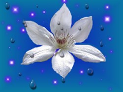 Clematis