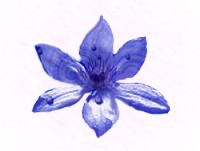 Another Clematis Clone