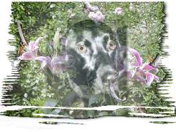 2 images combined with gradient mask and border mask applied