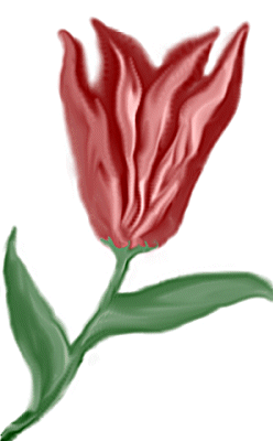 Red Tulip