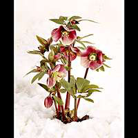 Hellebores