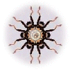 Design From Grasshopper Photo Edited In PSP
