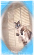 a photo which my cat, Mignon, allowed me to use on my assignment