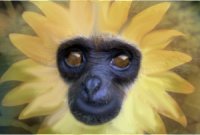 Monkey Flower