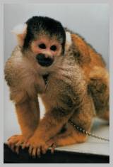 Bad Monkey