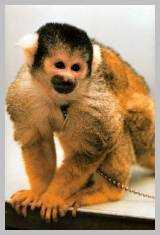 Good Monkey